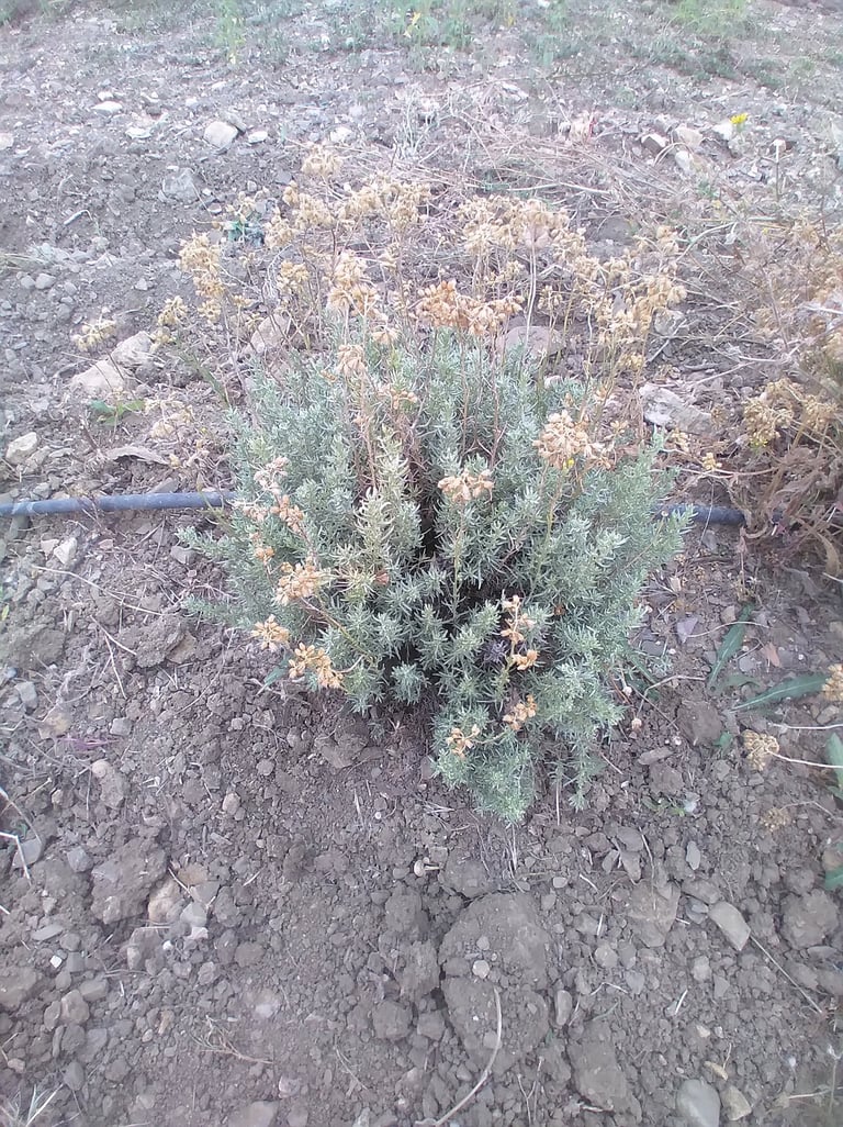 Héichryse Italienne