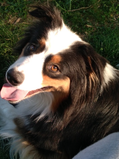 mon chien qui me regarde pendant que je me présente