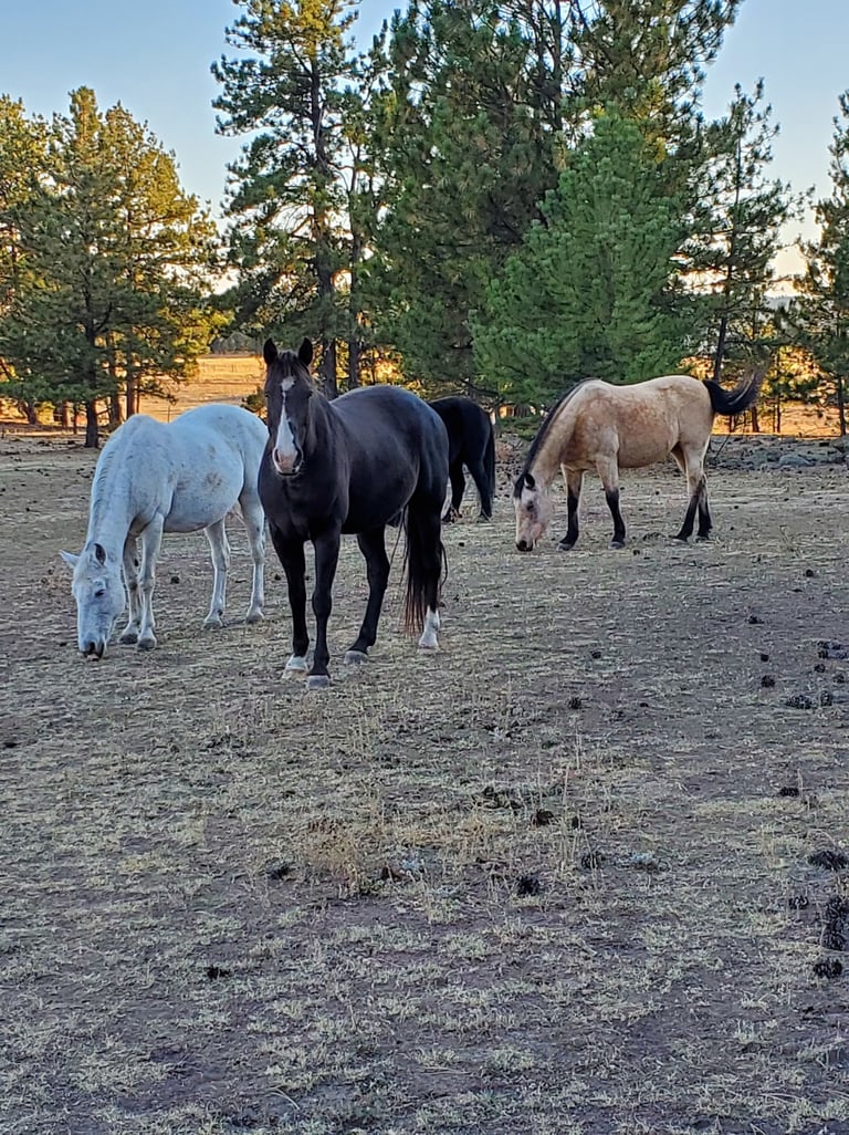 a group of horses grazing in a field