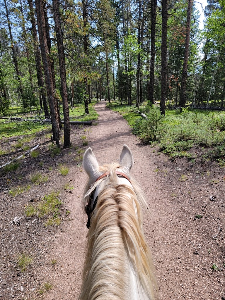 a horse is walking down a path in the woods