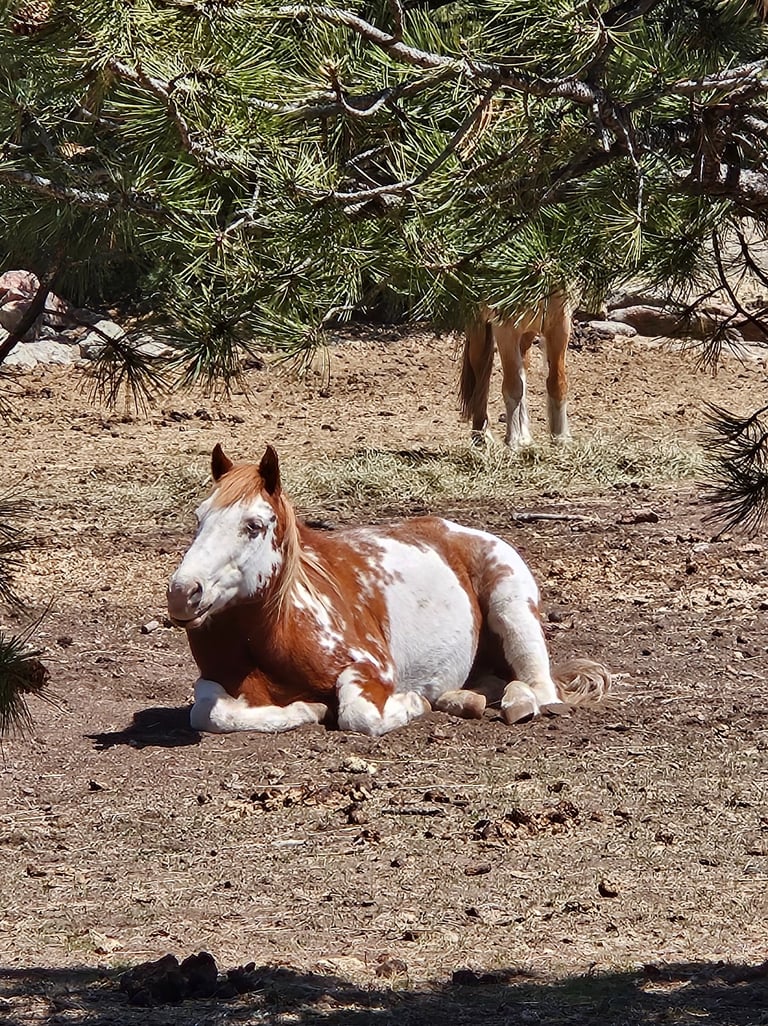 a horse laying down in the dirt