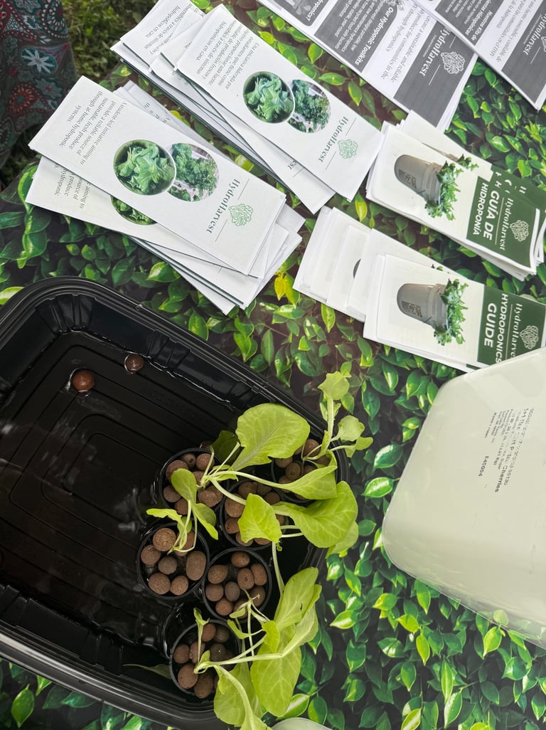 Lettuce seedlings in a tray and brochures on a table