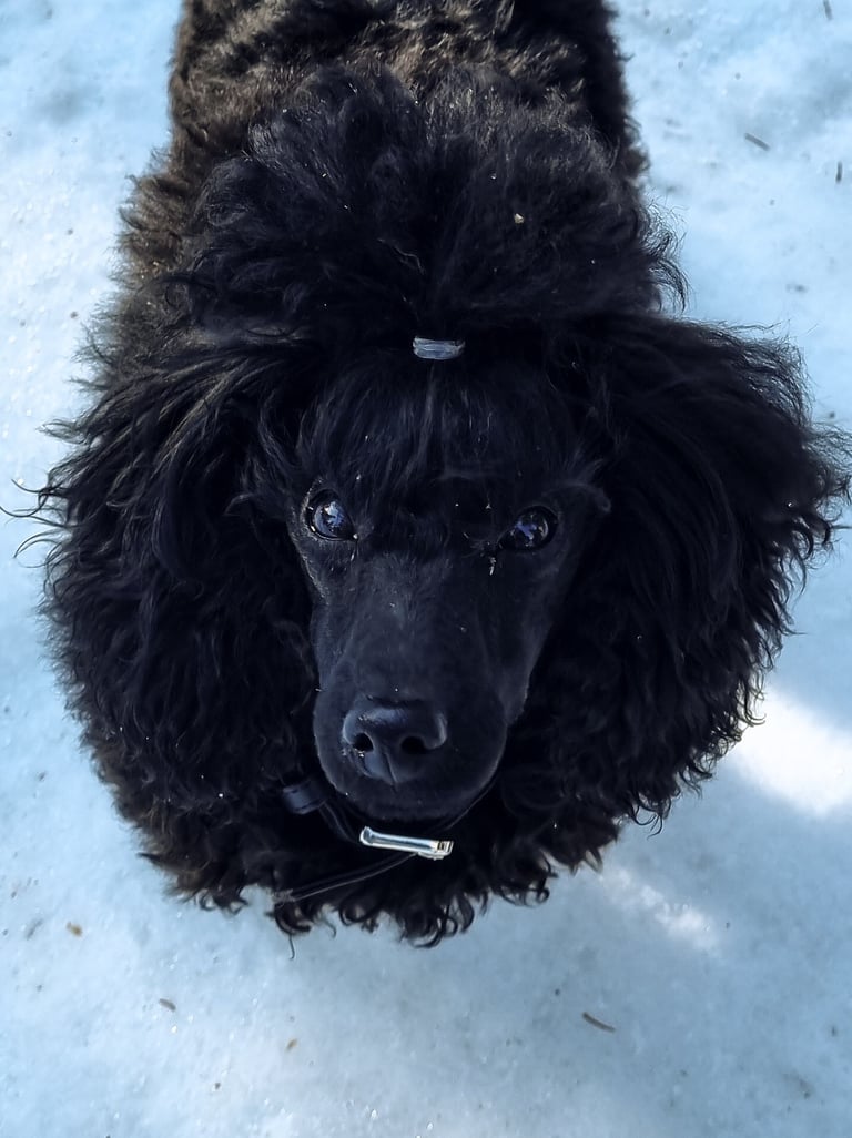 Caniche toy noir dans la neige