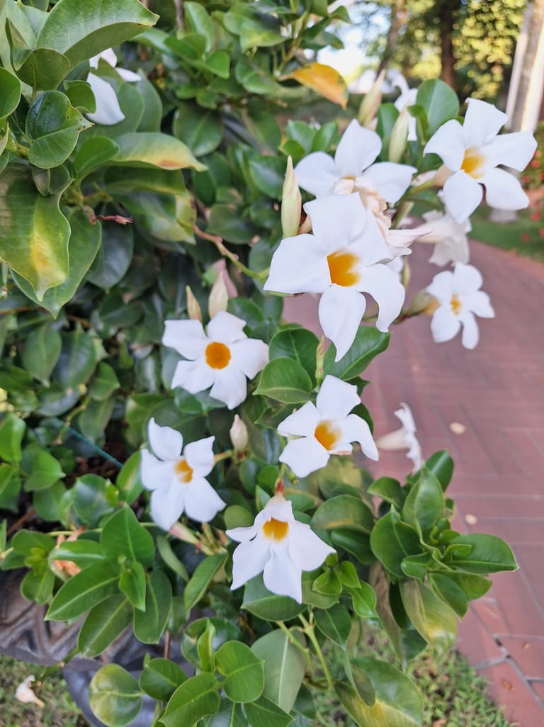 a bush green bush with Chilean-Jasmine flowers