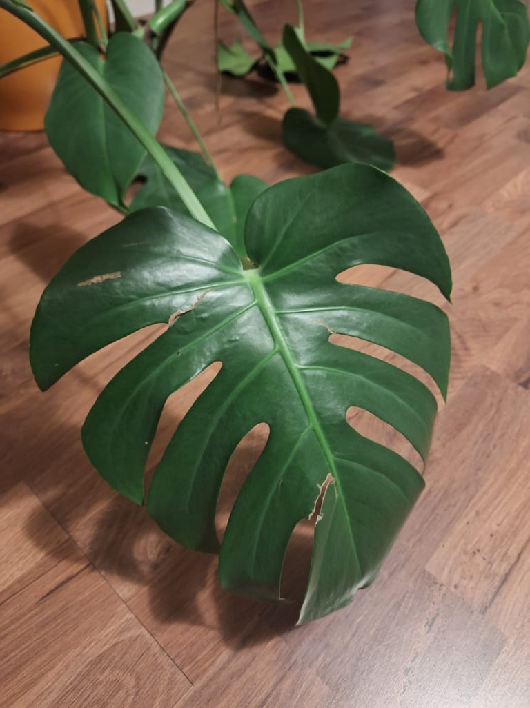 a plant with a large green leaf