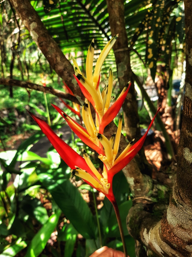 a red and yellow South American Heliconia plant in a rainforest