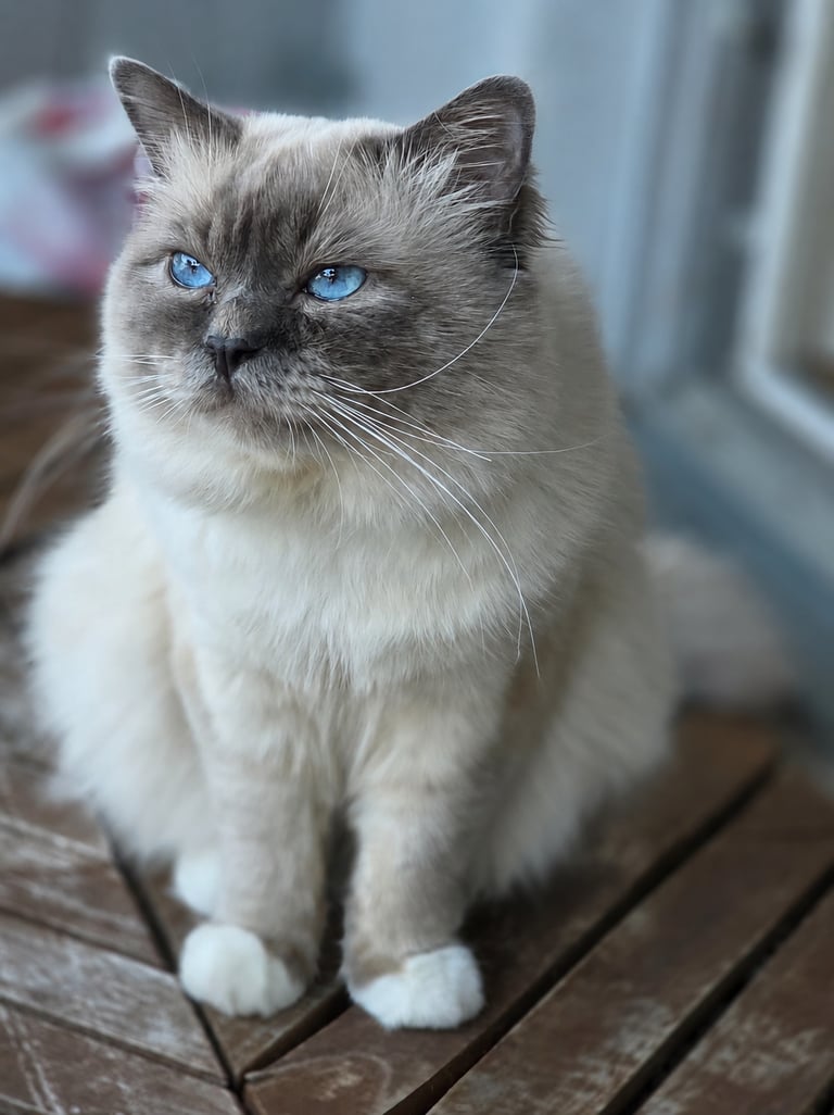 Blåmasket Hellig Birma Hannkatt - Safir