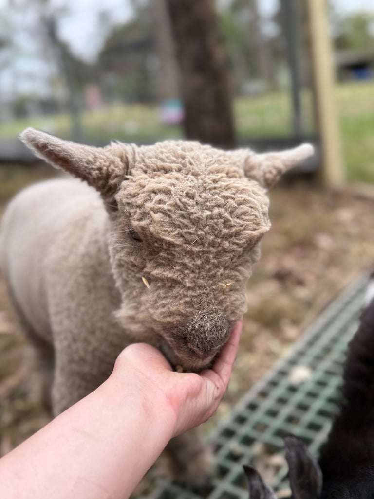 hand feeding baby doll sheep