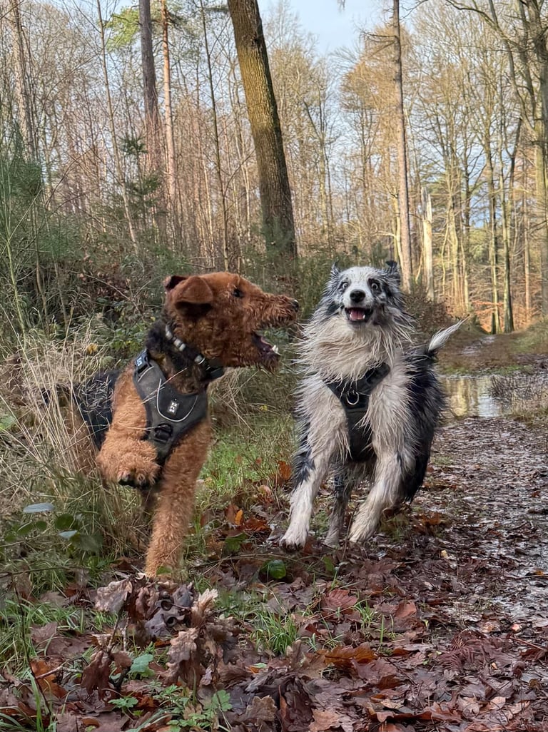 buddy doggy - dog walking - promenade chiens - bruxelles 
