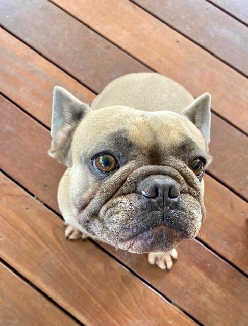 Chiot bouledogue français