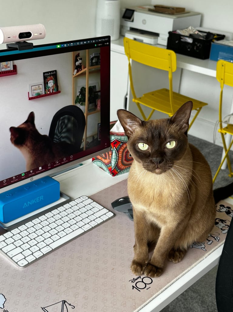 Burmese cat on desk in front of a monitor during Spanish online lessons