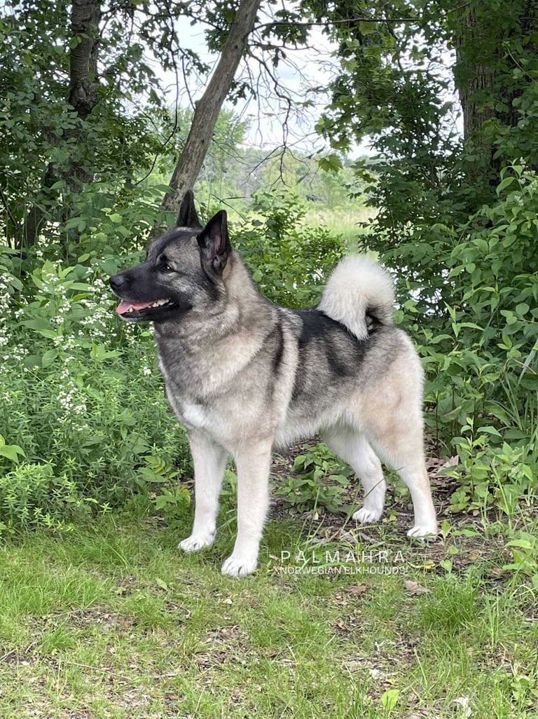 Norwegian Elkhound outdoors