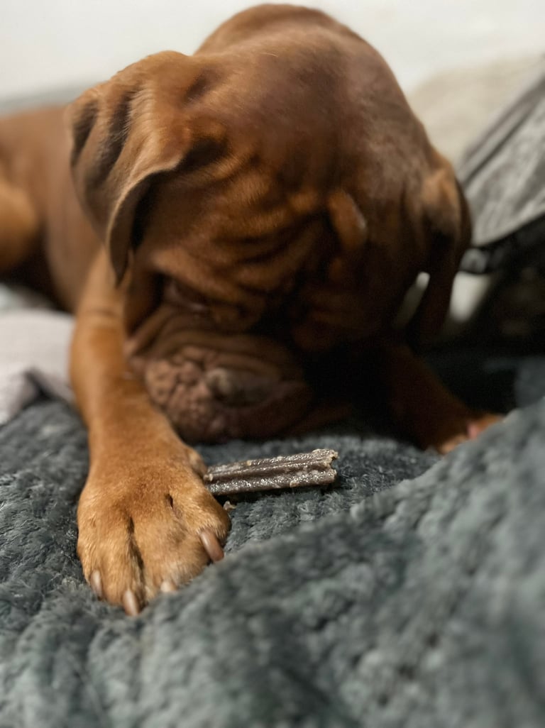 Pumpkin enjoying chewing hid Edgard Cooper Doggy Dental in Cool Mint Oil & Strawberry flavour