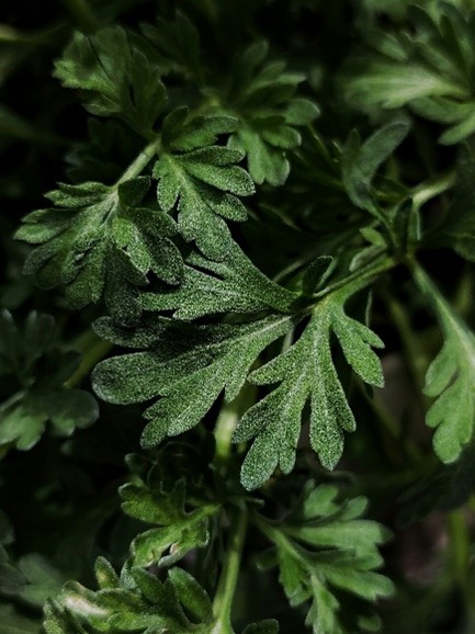 des feuilles d'absinthe