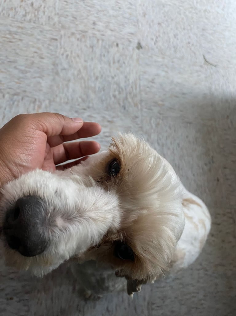 La mano de una persona acaricia suavemente a un pequeño perro blanco y esponjoso con manchas marrone