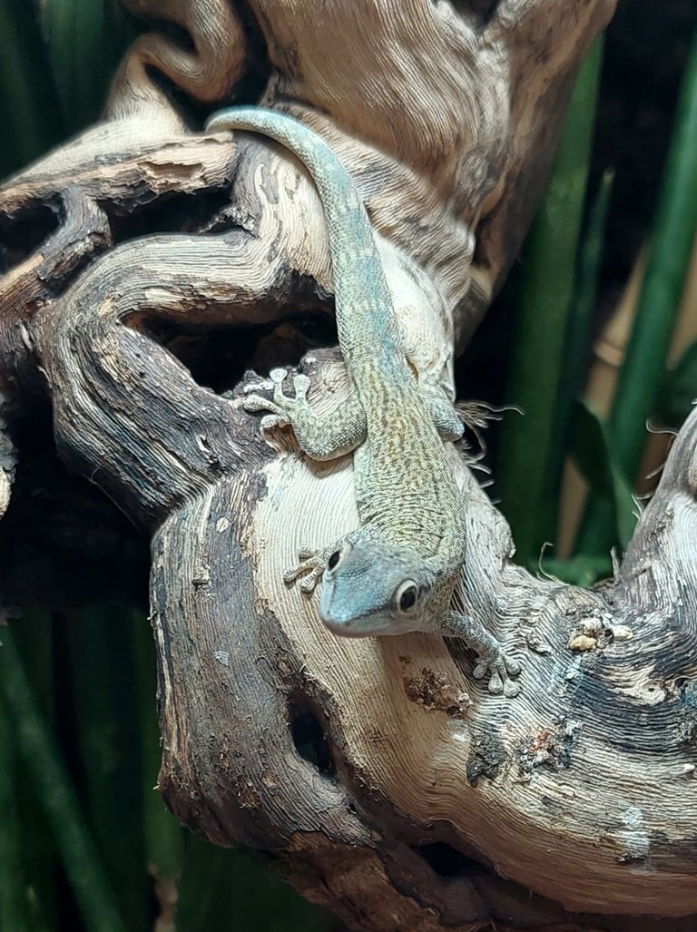 Phelsuma mutabilis