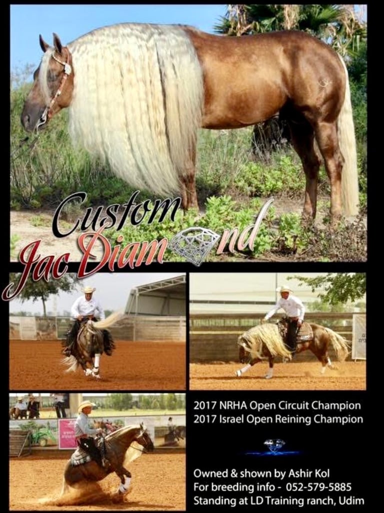 stallion quarter horse americain