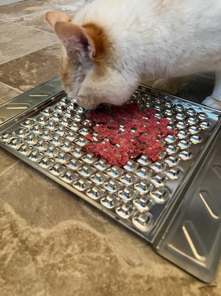 Ludo the cat enjoying his raw food order from Kitty's Rawr Store 