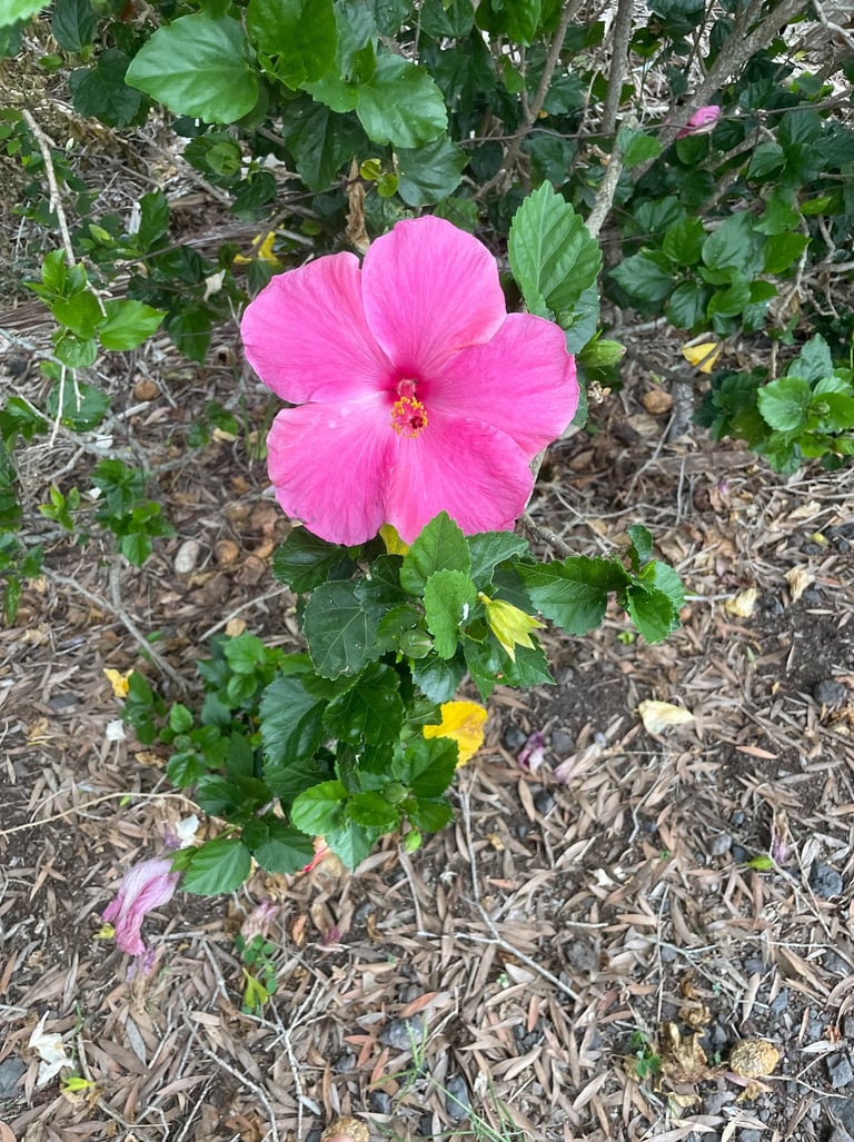 Enjoying nature after meeting with Judy Waitley at Empower Change Counseling