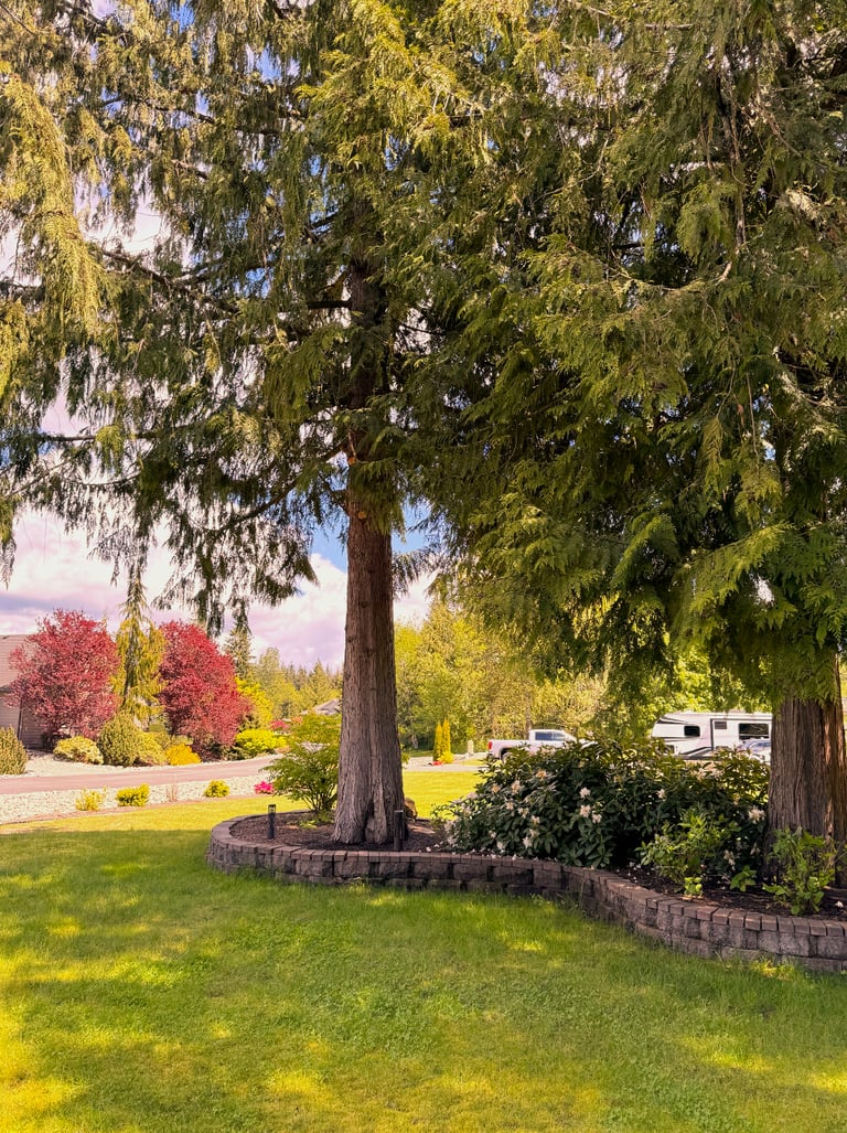 Tree trimming removing limbs in Snohomish County Washington
