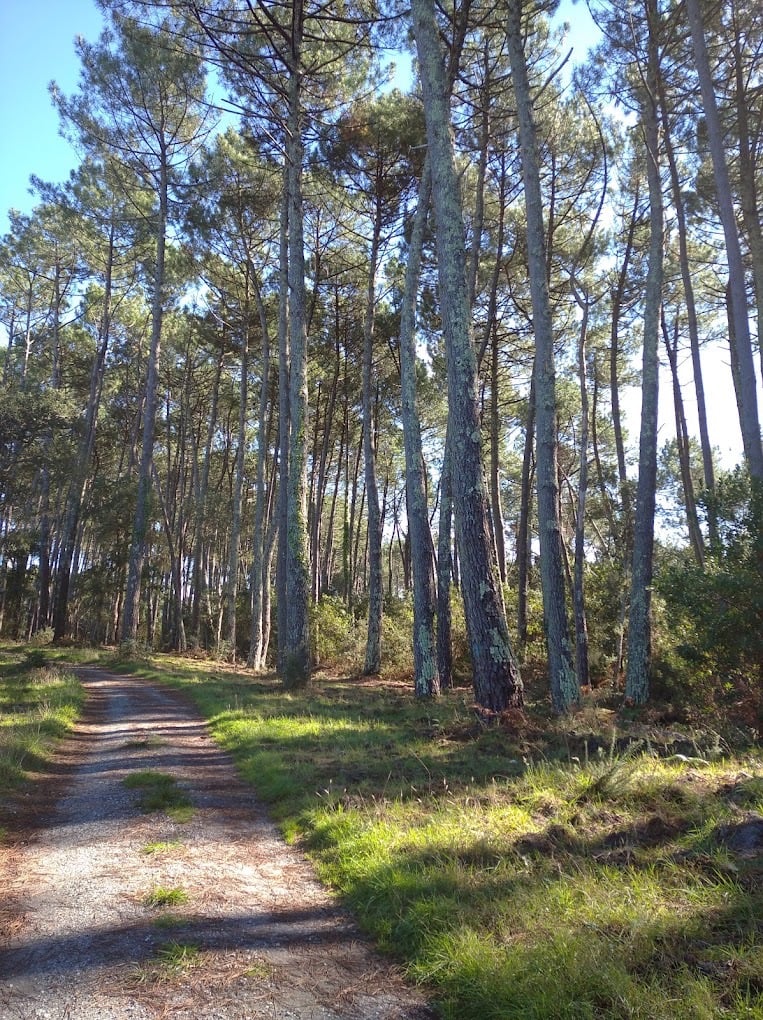 photo d'une forêt Landaise