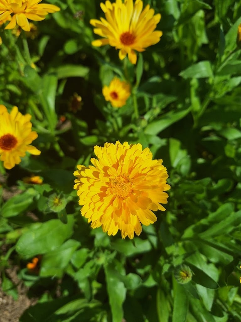 Calendula