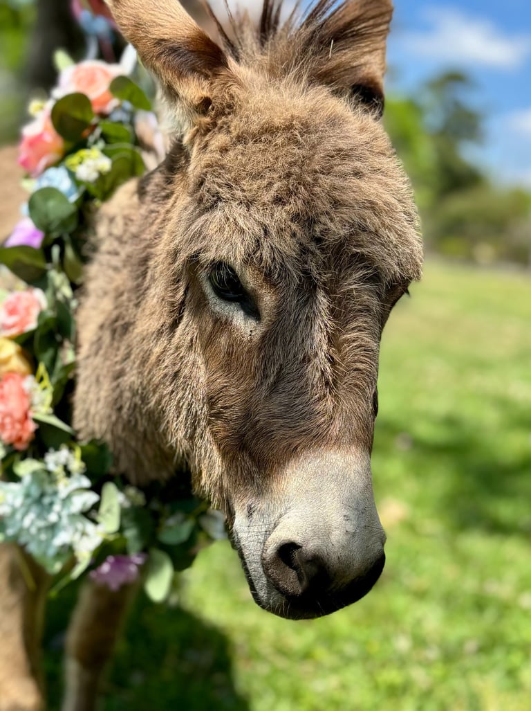 Cuddles with Mini Donkey, Ruby Mae, at parties