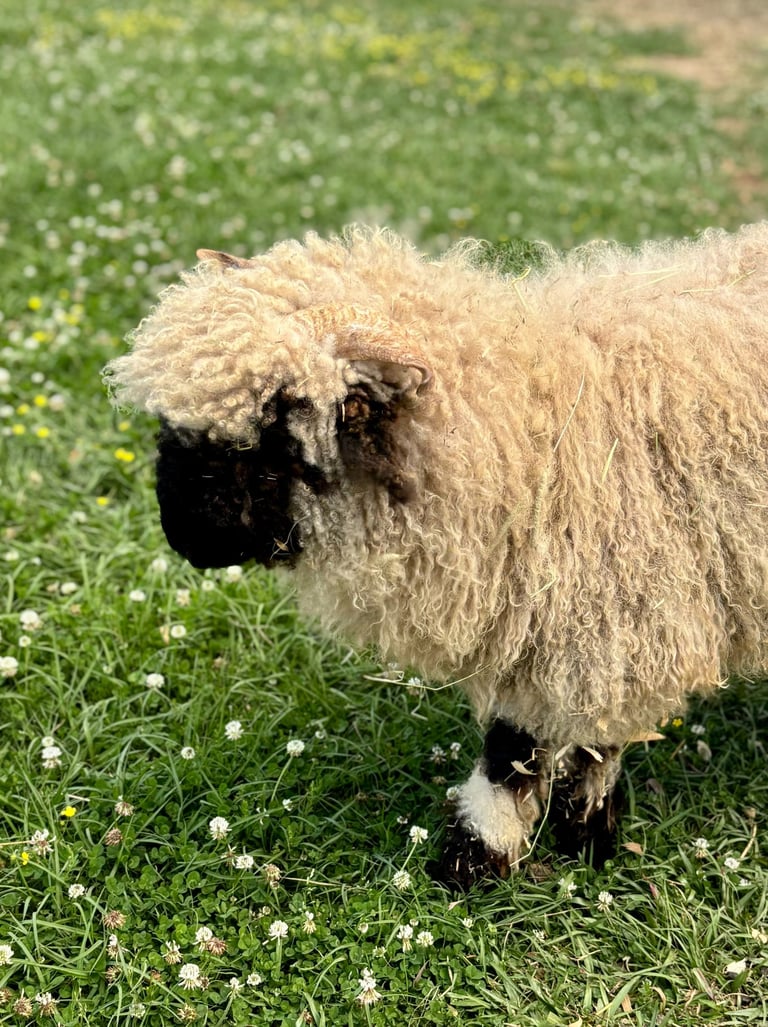 Sheep Photo Sessions are an option