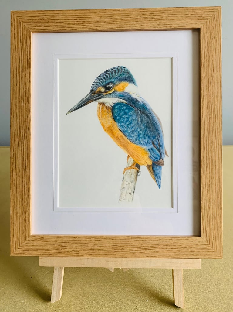 Kingfisher 