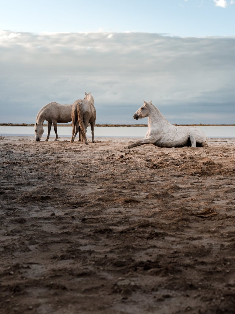 ethereal horse movement fine art photography Laura Mommicchi