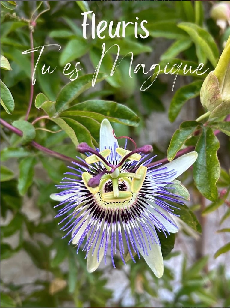 fleuris tu es magique : la voie du coeur par magie de la vie