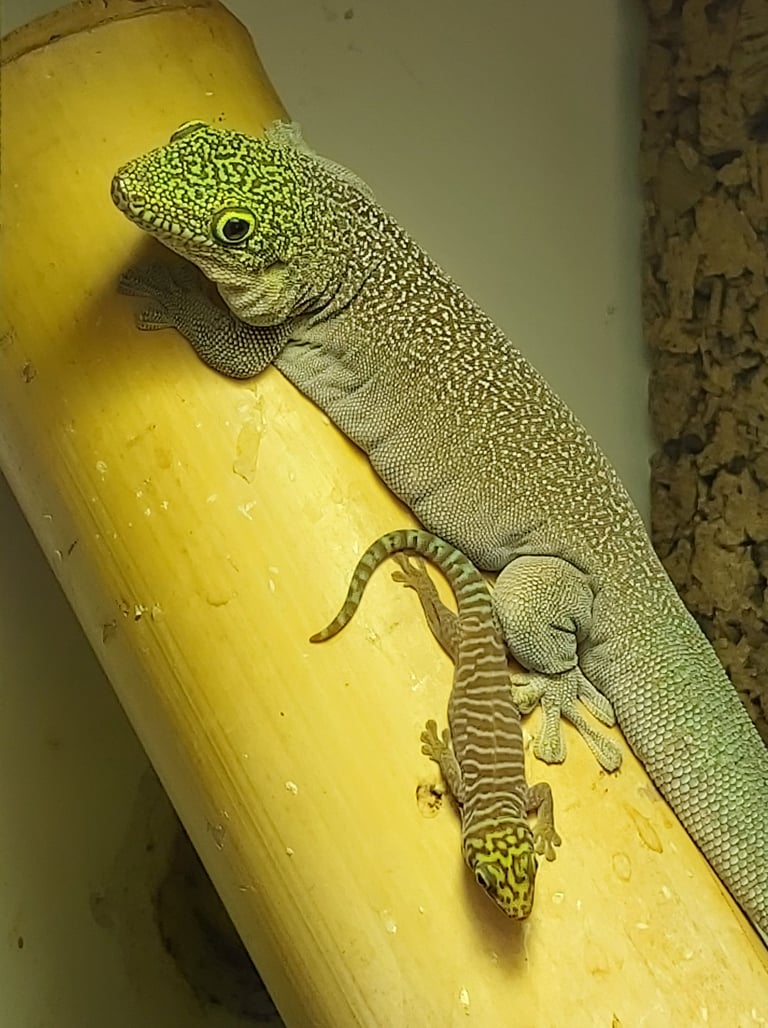 Phelsuma standingi