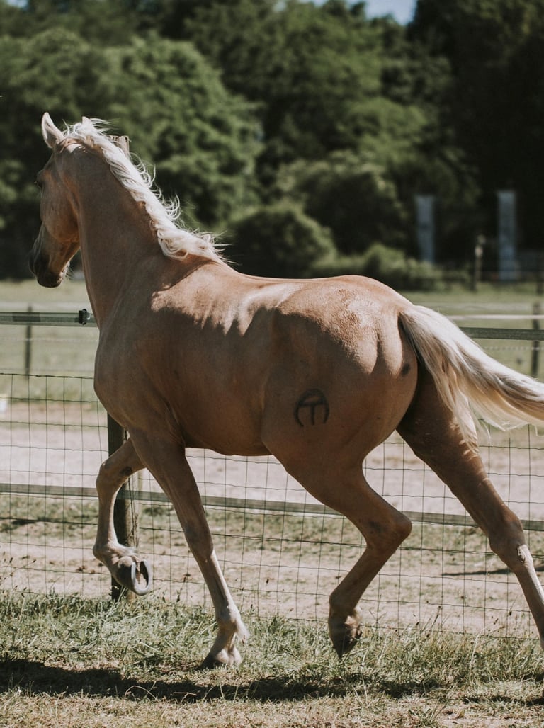 cheval palomino au trot en liberte