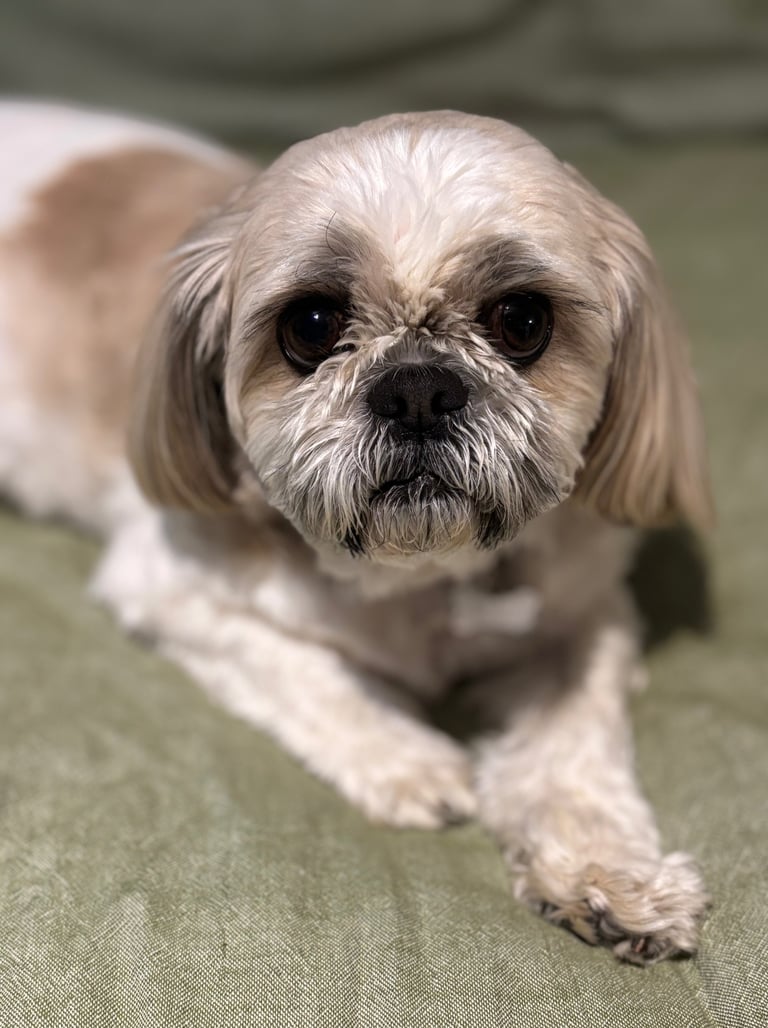 Brown and white Shih Tzu office companion
