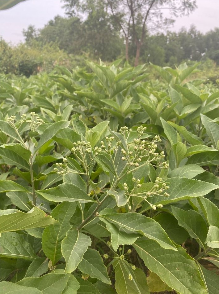 Plantations de Vernonia