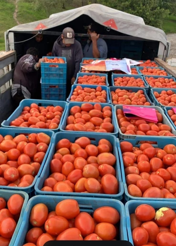 Carga de jitomates en transporte para distribución local