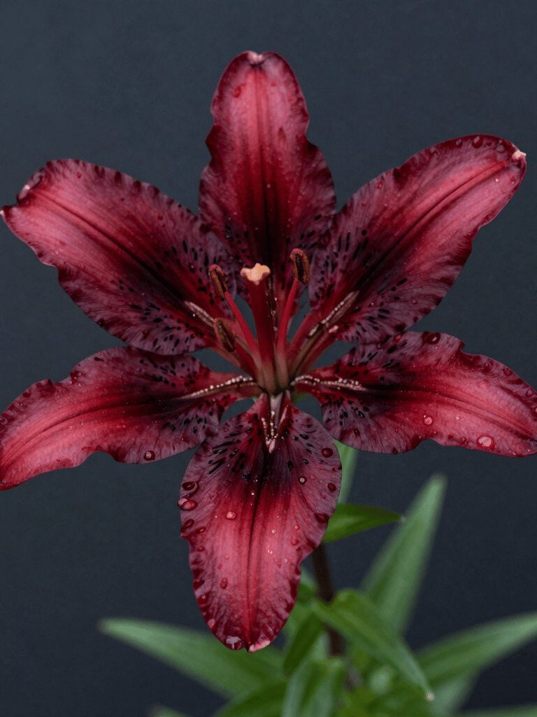 A close-up shot of a deep red mountain lily in a North American / US forest, dappled sunlight, sophisticated dark slate background, professional macro photography.