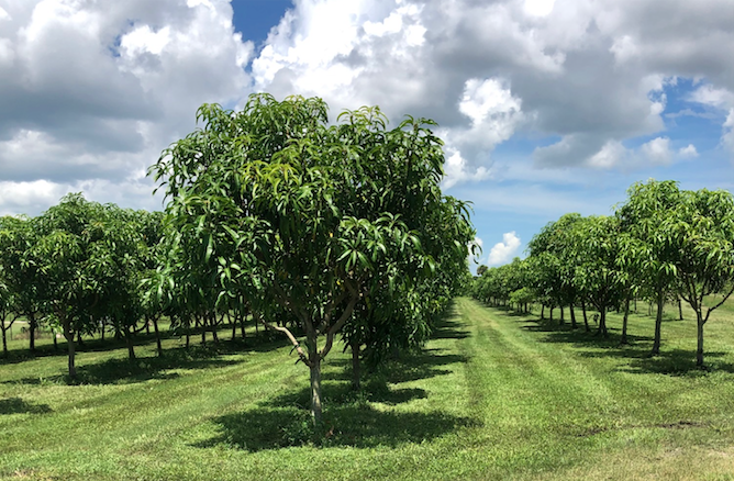 Isles of mango tree in a meticulously maintained orchard.