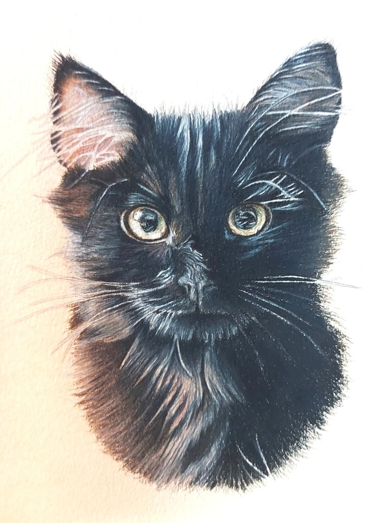 Realistic hand drawn pet portrait of a black Siberian kitten