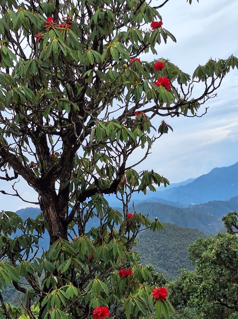 Vallée des rhododendrons