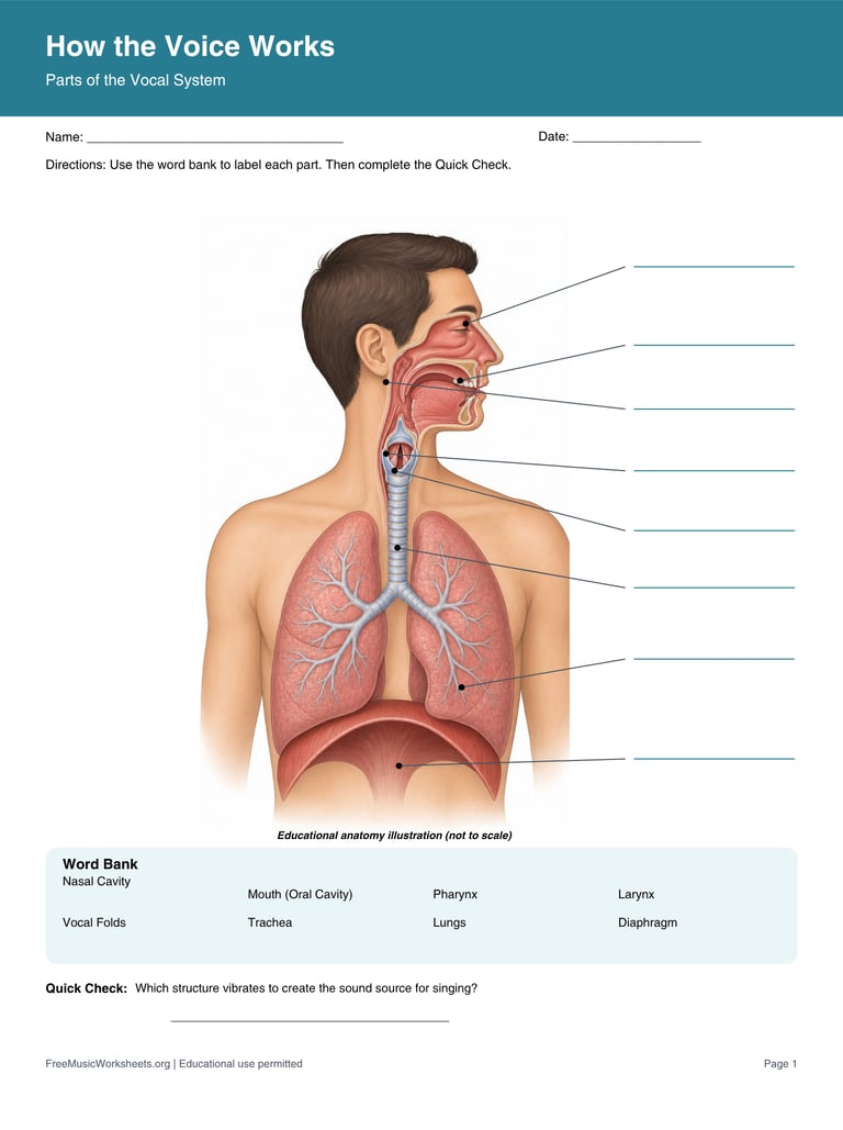 How the voice works vocal system student worksheet preview