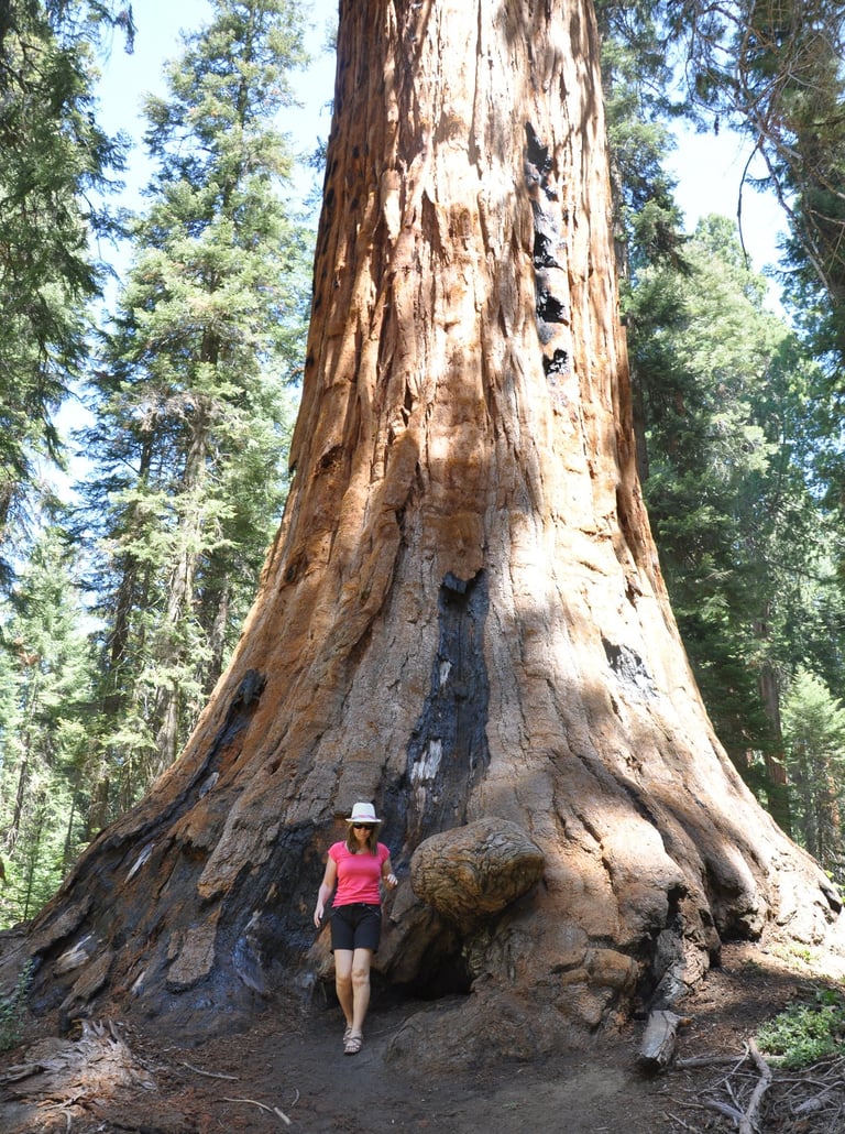 a woman in a pink shirt and a hat is standing in front of a giant sequoia tree