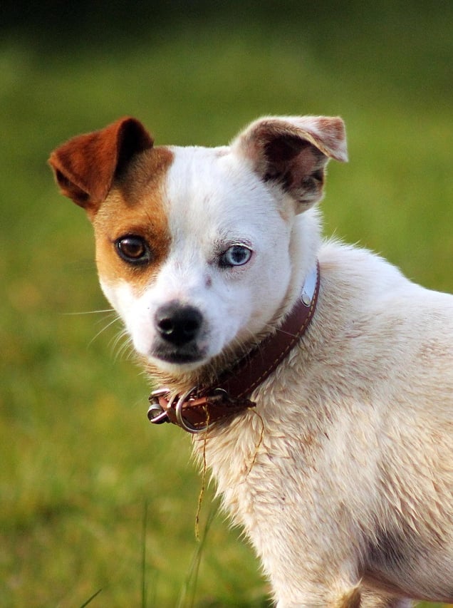 a dog standing in the grass with a collared collared collar