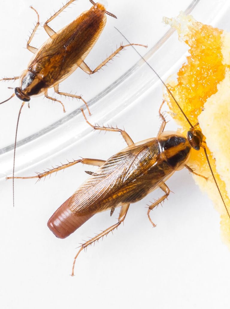 Entreprise de traitement des cafards à Valence dans la Drôme