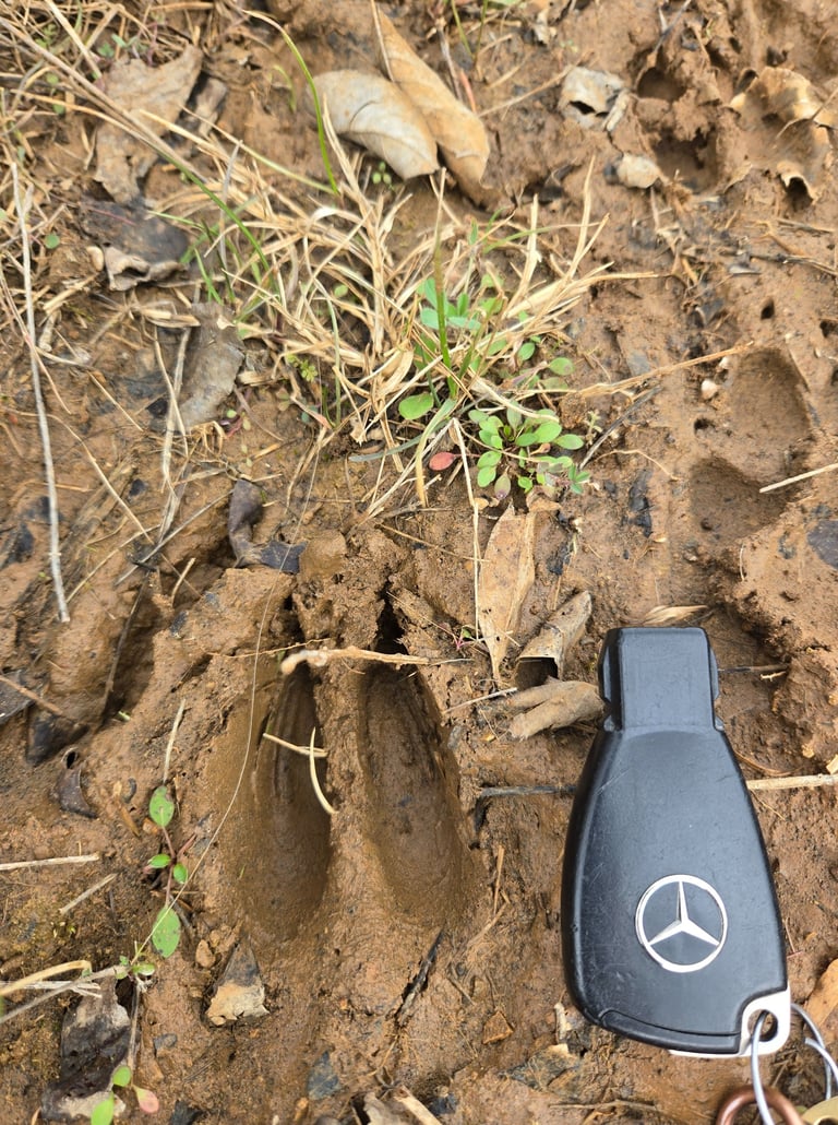 A deep cloven deer hoof print in wet mud next to a Mercedes-Benz car key for size reference.