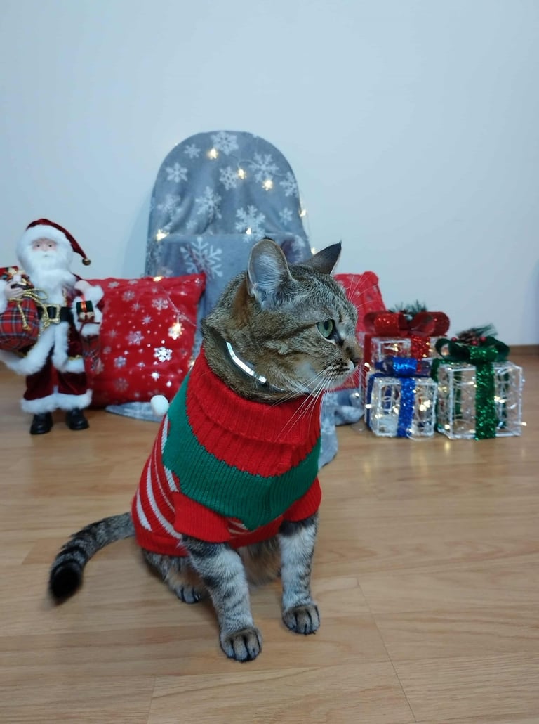 red and green Christmas elf sweater for small dogs and cats cozy winter holiday pet clothing