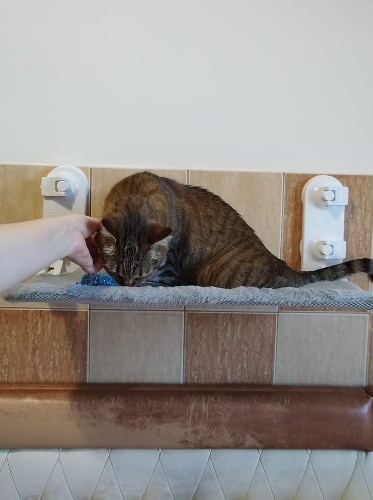 Amazon Basics cat window perch with suction cups attached to glass window, providing a comfort