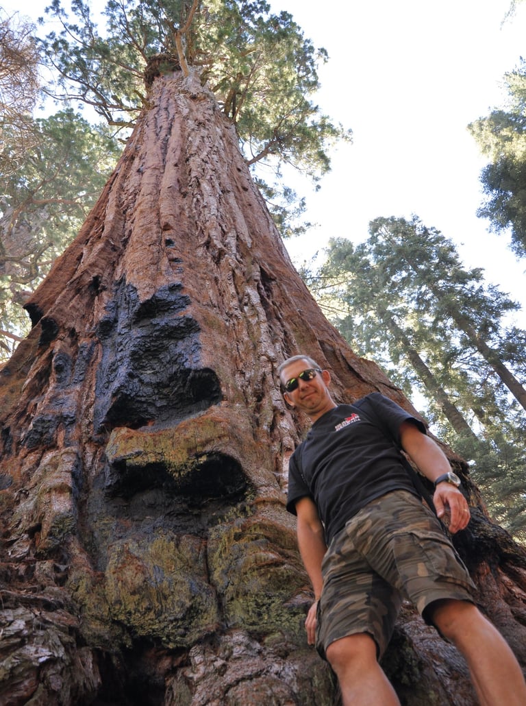 a man standing in front of a giant sequoia tree