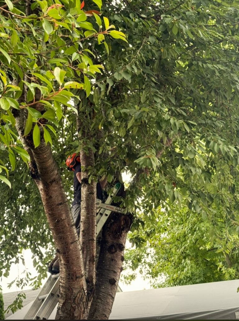 Tree service owner trimming branches from tree in Bothell Washington
