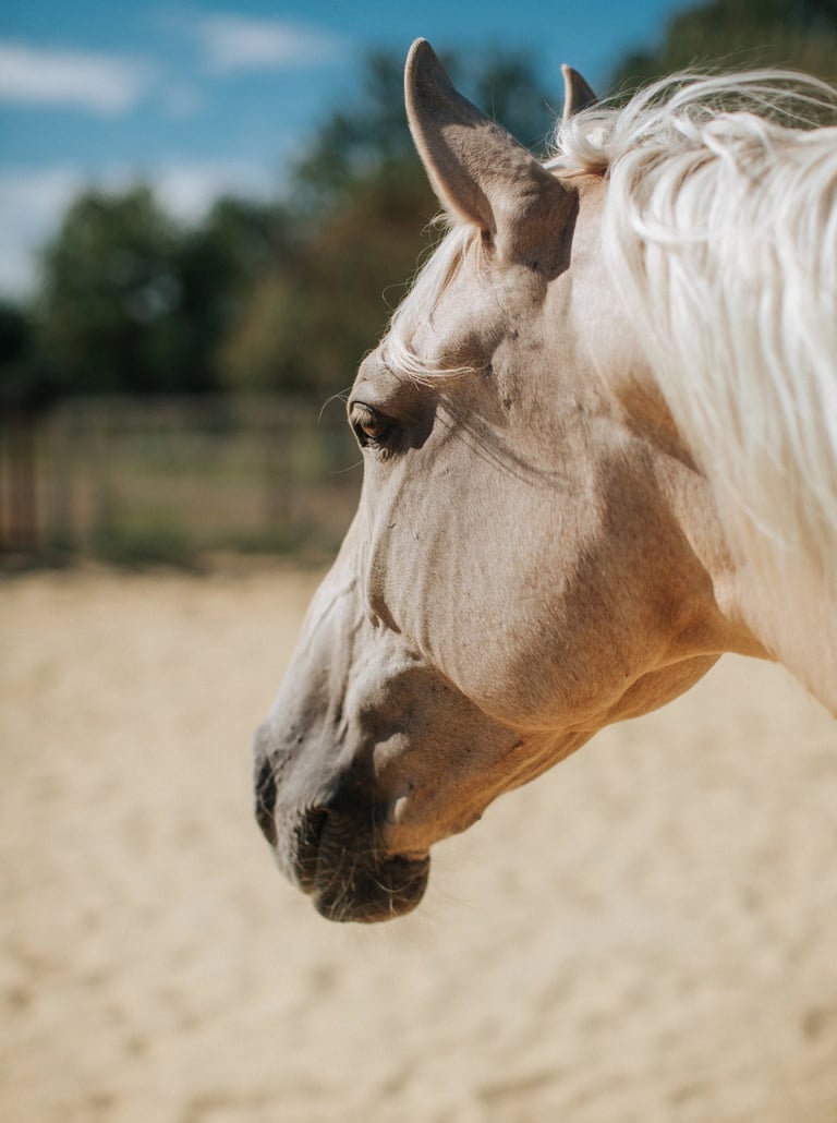 cheval palomino espagnol PRE
